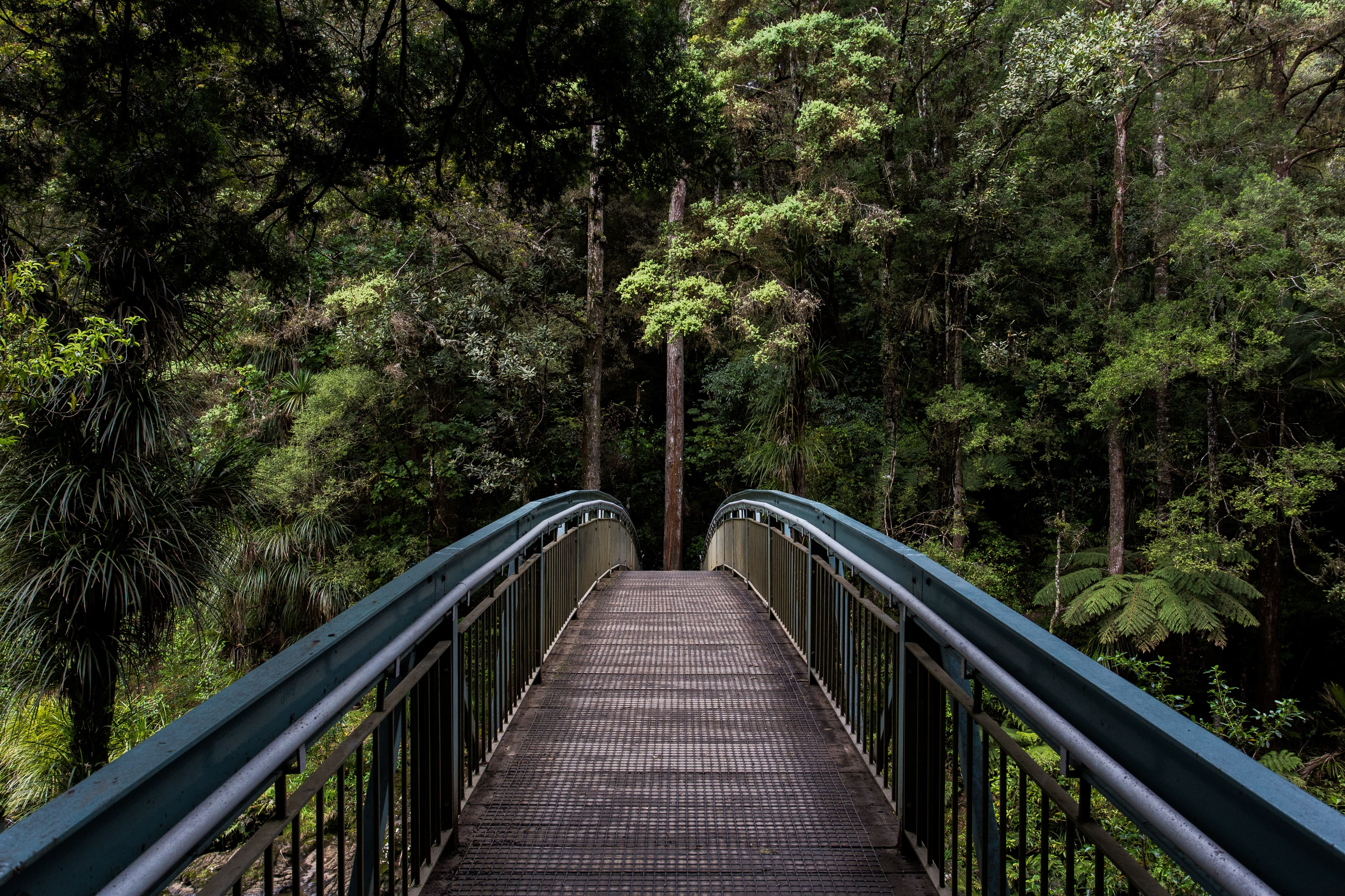 Bridge into the Forest, vue en gros plan